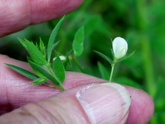 Acmispon americanus americanus