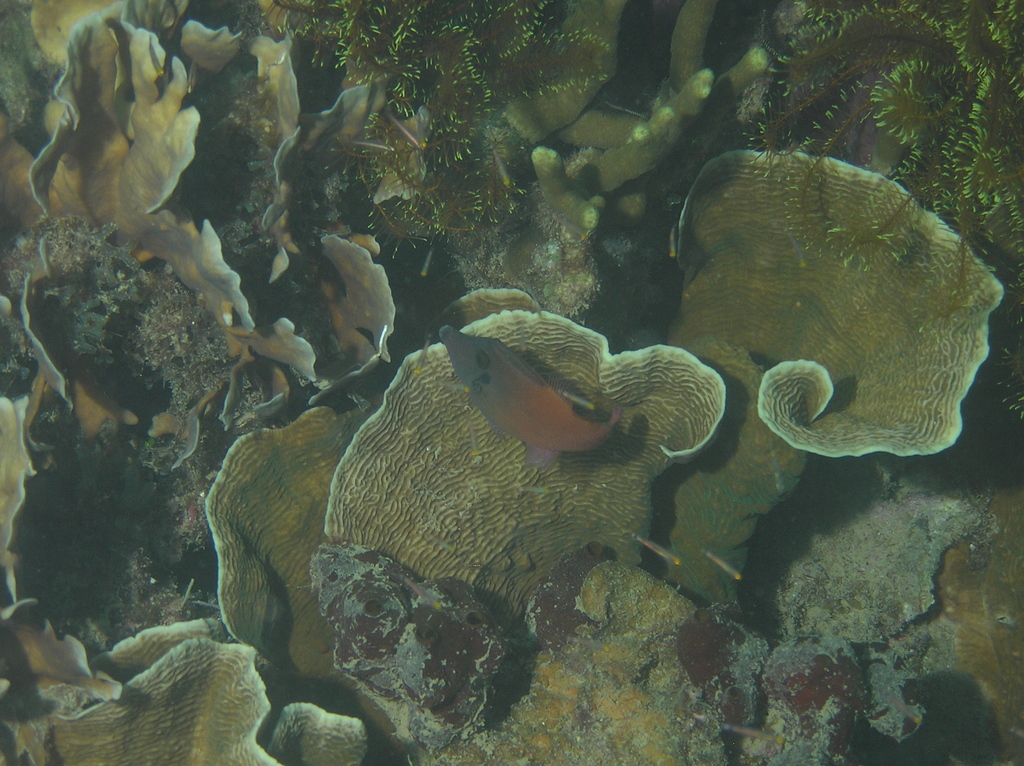 Redtail filefish