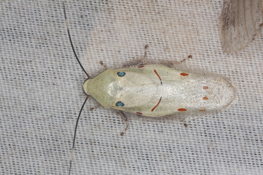Panchlora regalis