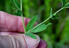 Acmispon americanus americanus