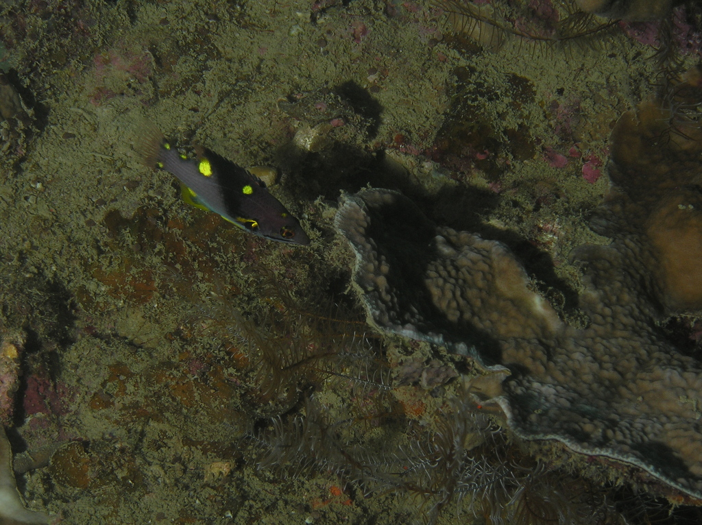 Black-belt Hogfish