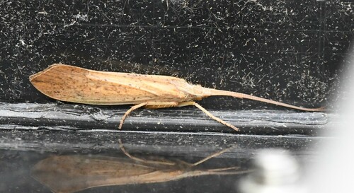 Grammotaulius nigropunctatus
