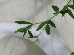 Acmispon americanus americanus