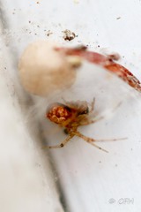 Araneae