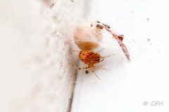 Araneae