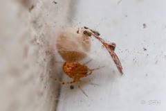 Araneae