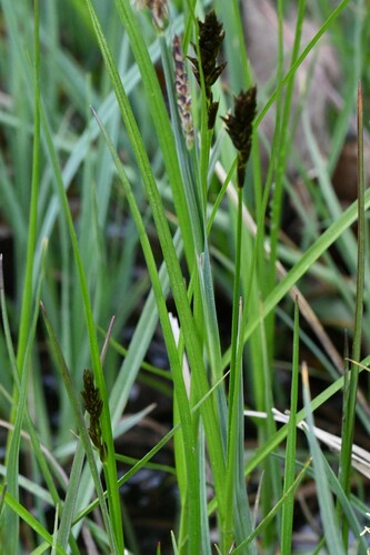 Image of Carex appropinquata by (c) Kian Hayles-Cotton, some rights reserved (CC BY)
