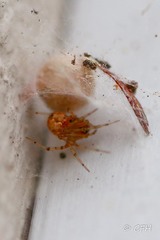 Araneae