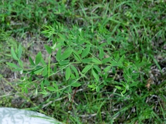 Acmispon americanus americanus