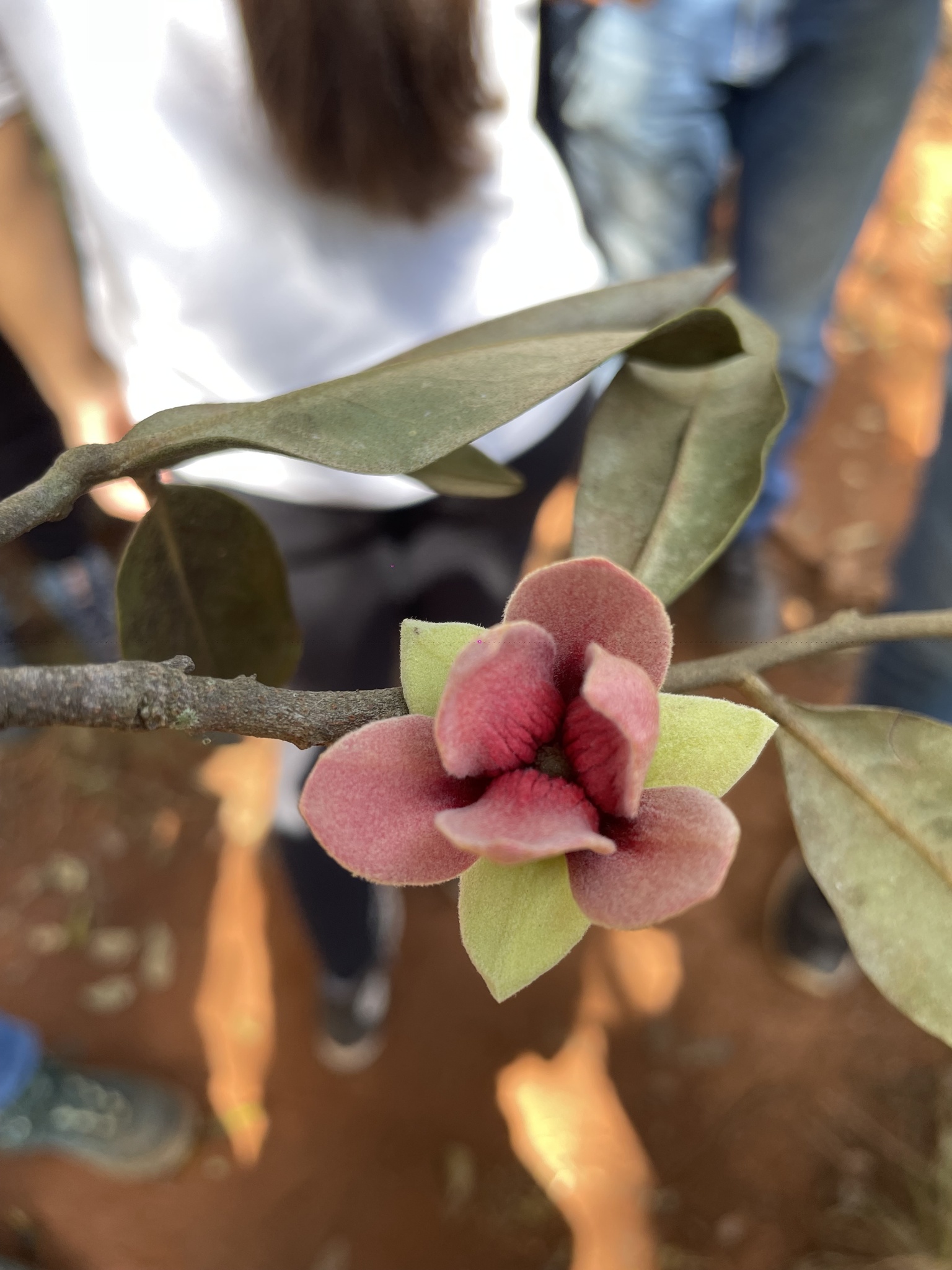 Imagem de Araticum-do-cerrado