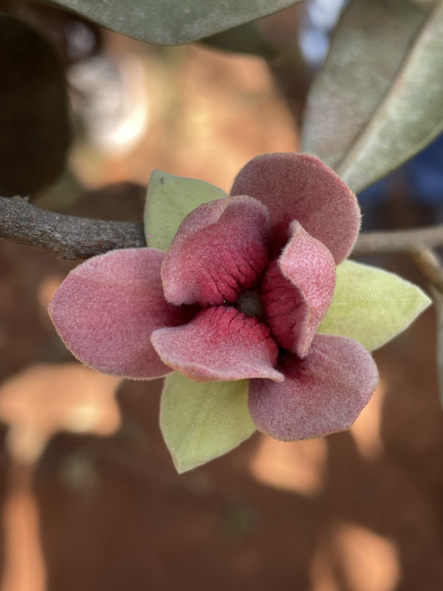 Imagem de Araticum-do-cerrado