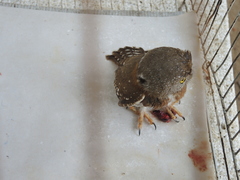 Glaucidium palmarum