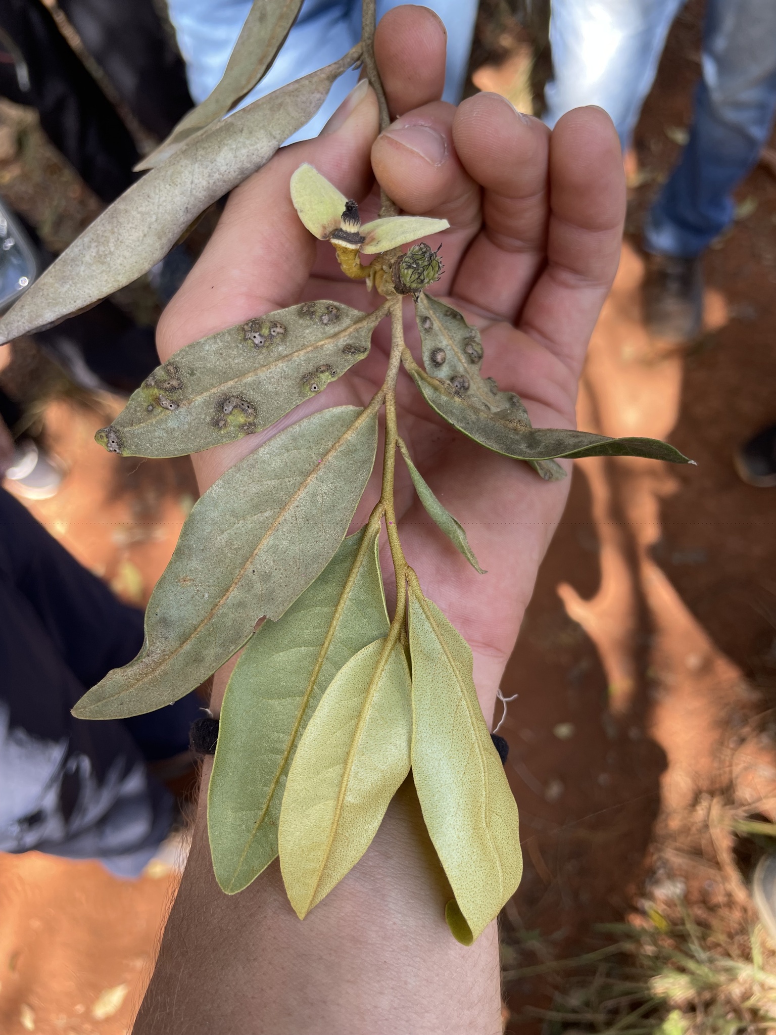 Imagem de Araticum-do-cerrado