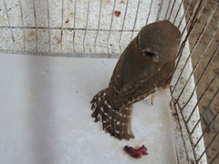 Glaucidium palmarum