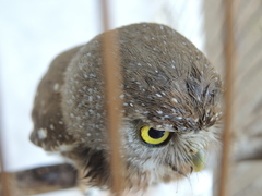 Glaucidium palmarum