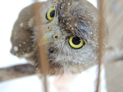 Glaucidium palmarum