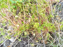 Claytonia perfoliata