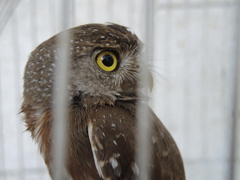 Glaucidium palmarum