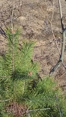 Pinus sylvestris