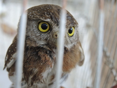 Glaucidium palmarum