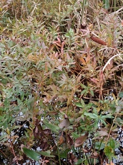Decodon