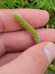 Virginia Plantain (Plantago virginica)