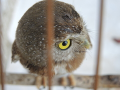Glaucidium palmarum