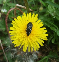 Acmaeodera ornata
