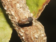 Ptilinus