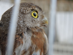Glaucidium palmarum