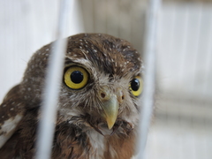 Glaucidium palmarum