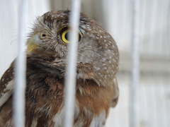 Glaucidium palmarum