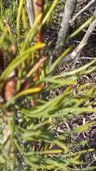 Pinus sylvestris