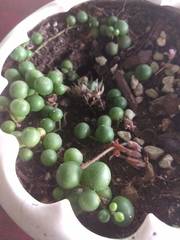 Curio rowleyanus