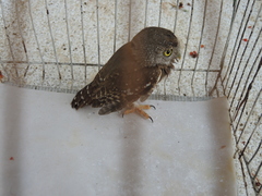Glaucidium palmarum