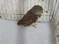 Glaucidium palmarum