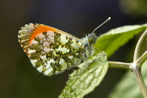 Orange-tip