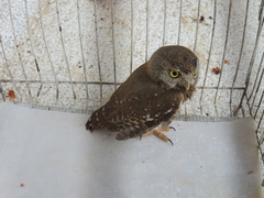 Glaucidium palmarum