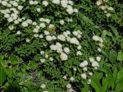 Spiraea beauverdiana