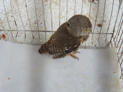 Glaucidium palmarum