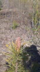 Pinus sylvestris