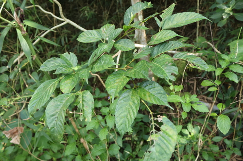 Image of Leea guineensis by (c) 林正文, some rights reserved (CC BY)