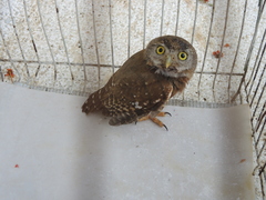 Glaucidium palmarum
