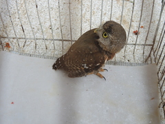 Glaucidium palmarum