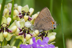 Satyrium favonius