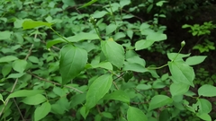 Philadelphus inodorus