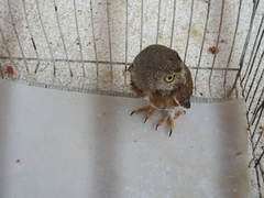 Glaucidium palmarum