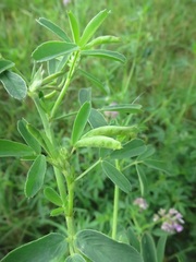 Fabomyia medicaginis