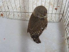 Glaucidium palmarum