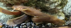 Reddish Bullhead photo 3